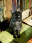 Balu (2)